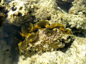 หอยมือเสือหลากสีสัน